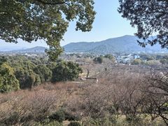 -香雪海