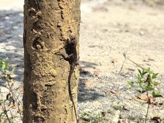 -海南热带雨林国家公园吊罗山景区