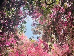 -深圳国际园林花卉博览园