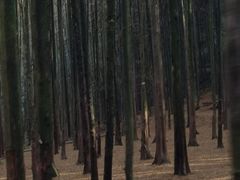 -山王坪喀斯特国家生态公园