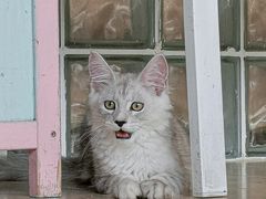 -十年猫舍·猫咪专门店(普陀店)