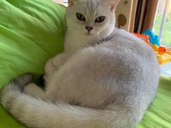 -翊宠yipet猫狗购宠庄园犬舍•猫舍