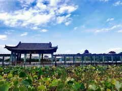 -莲花池公园