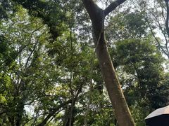 -呀诺达热带雨林