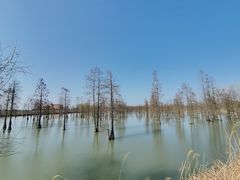-池杉湖湿地公园
