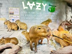 -Zoolung Zoolung动物主题公园(海信广场店)