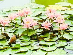 -国家植物园南园