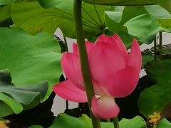 -荷塘月色湿地公园·向阳花洲