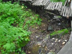 -五营红松林海景区