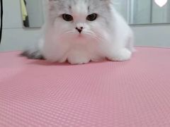 -艾贝尔宠物医院·狂犬免疫点(江山金象城店)
