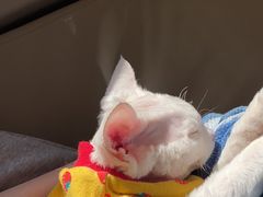 -猫腻·猫咖·撸猫馆(星光大道店)