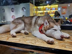 -Husky Go! 哈士奇体验馆·宠物咖啡厅狗咖