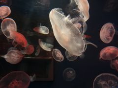 -大连圣亚海洋世界