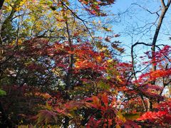 -天女山森林公园