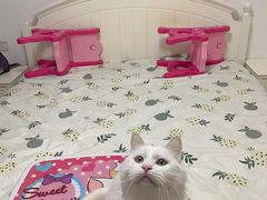 -瑞派长江宠物医院·猫科·外科·24小时夜护(谊城公寓分院)