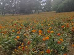 -羊亭河湿地公园