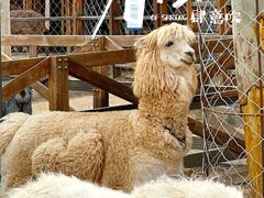 -静之湖度假区