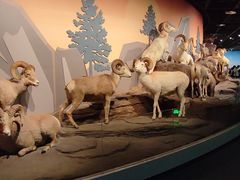 -陕西自然博物馆