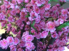 -厦门市鼓浪屿风景名胜区-天主教堂