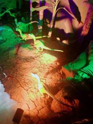 -恐龙探索乐园(磁器口店)