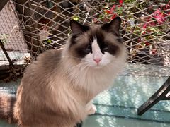 -喵屿·大理花园猫咖