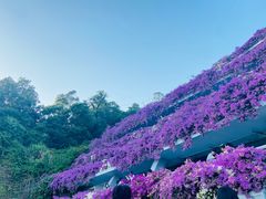 -深圳仙湖植物园