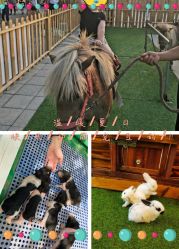 -萌宠亲子动物乐园(槐房万达店)