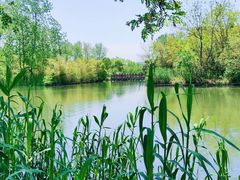 -溱湖国家湿地公园