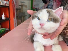-喵百万·布偶·蓝金金渐层英短·猫舍(百子湾店)