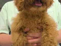 -瑞派康怡24h宠物医院·犬猫医疗中心·微创绝育(瑞景分院)