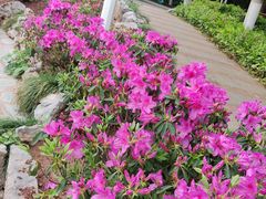 -东莞植物园
