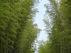 -蜀南竹海景区