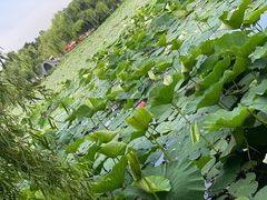 -长春市南湖公园