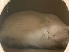 -猫和宫(六道口店)