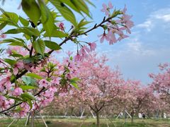 -天适樱花悠乐园
