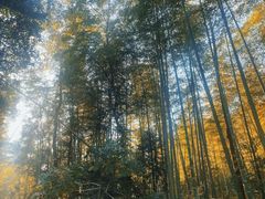 -龙坞茶村