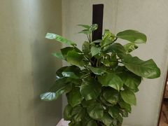 -北京歌华开元大酒店