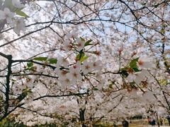 -苏州上方山国家森林公园