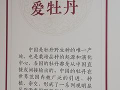 -曹州牡丹园