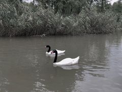 -宁波杭州湾国家湿地公园