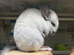 -藦茜花园宠物主题亲子互动体验馆(国顺东路店)