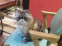 -猫色咖啡·猫咖