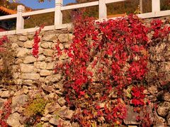 景点-遵化市禅林寺古银杏风景园