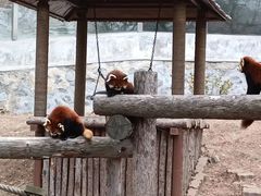 -大连森林动物园