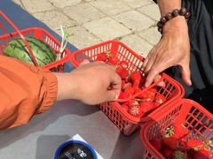 -大自然农场蔬菜草莓采摘园