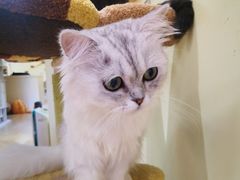 -猫和宫(六道口店)