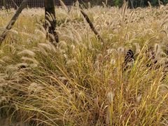 -白鹭湾湿地公园