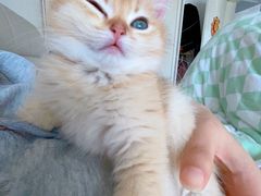 -欣宠猫屋·矮脚拿破仑·蓝金金渐层