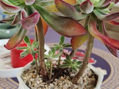 -恒达综合农贸市场(黄山路店)