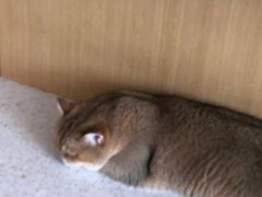 -飞行喵MR PILOT|猫舍·猫咖(静安大融城店)